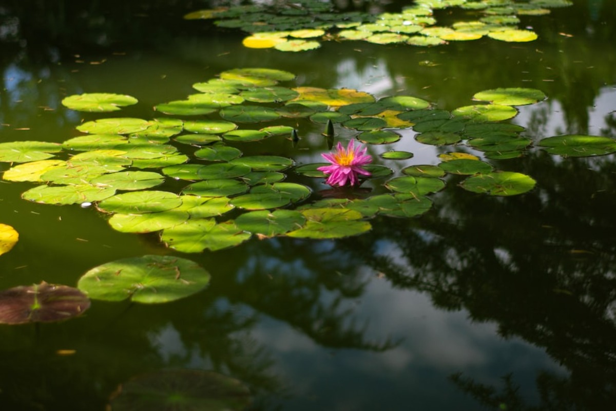 Wasser im Gartenteich klar mit einer Schmutzwasser oder Tauchpumpe