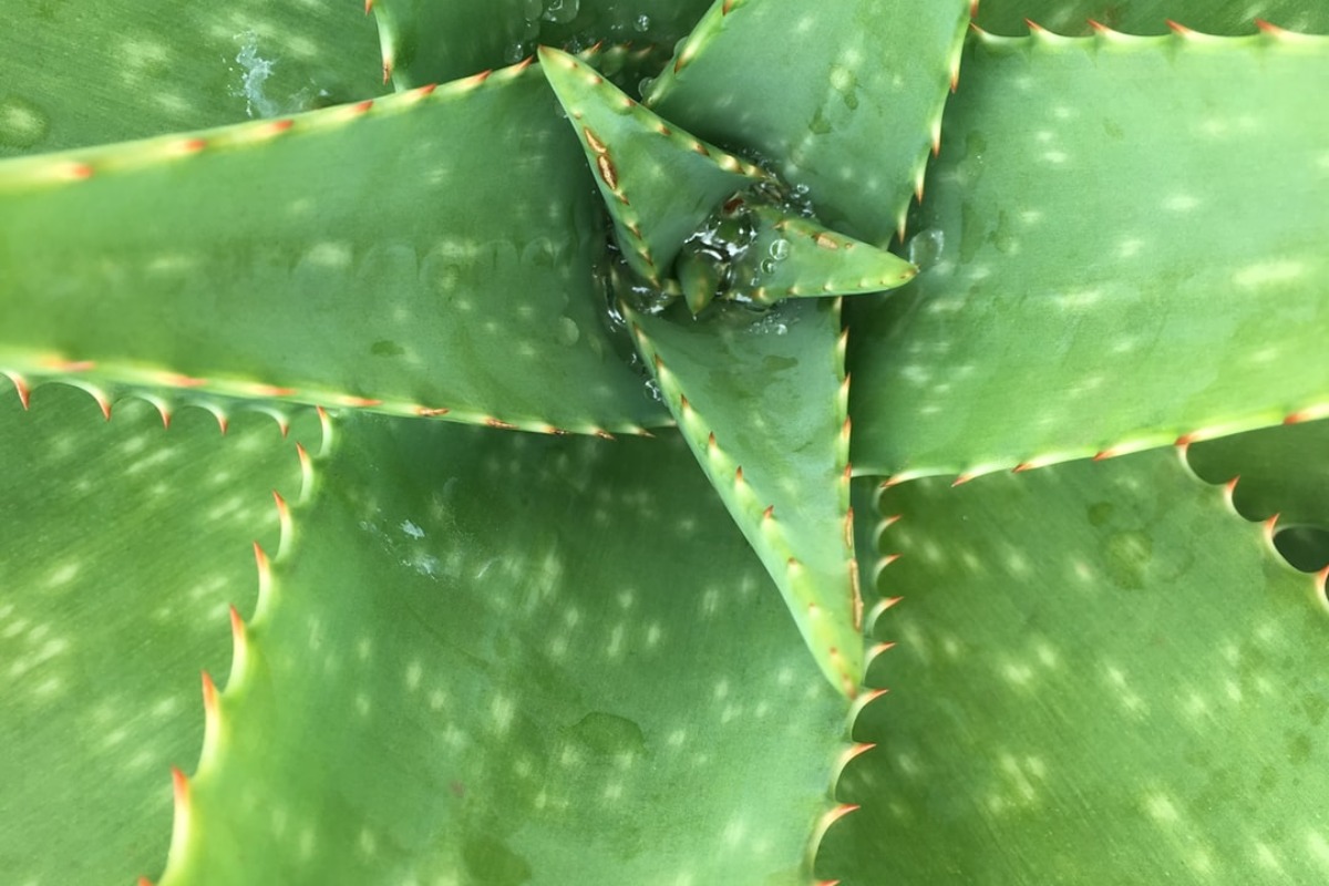 Heilpflanze Aloe Vera wohltuend für die Haut