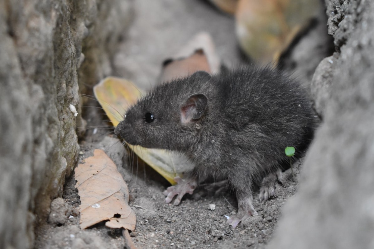 Ratten und Mäuse wirksam bekämpfen